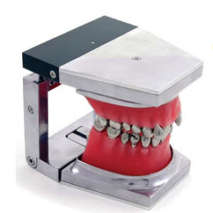 Typodont Training Aid, Class II Division 2 Wax Form